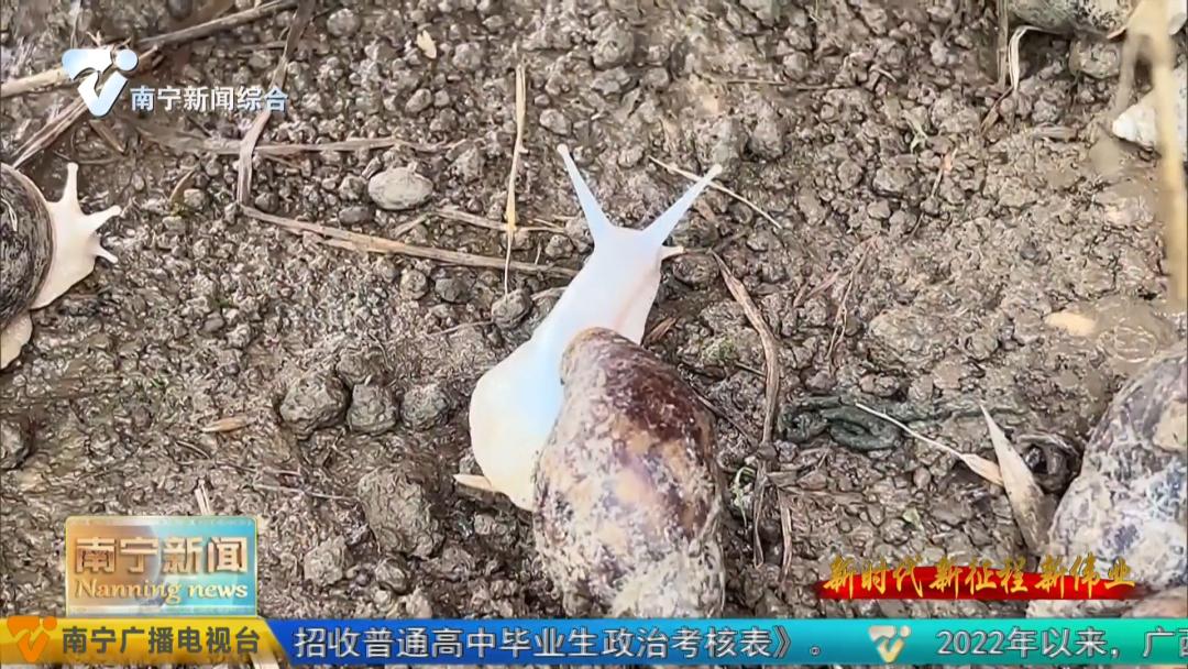 养殖牛致富新模式,养牛致富新项目视频