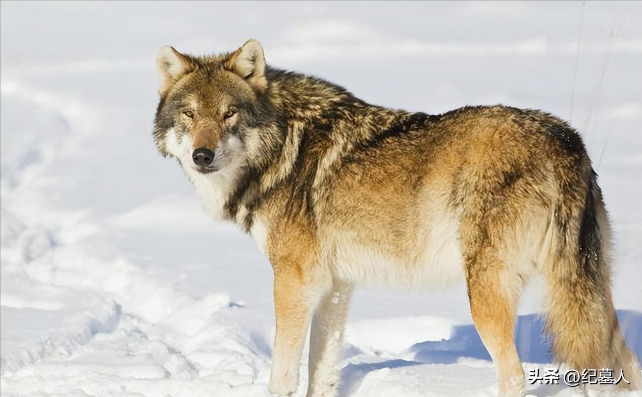 64年勘测队遭遇凶猛狼群，战士心软投喂食物，头狼带群狼前来报恩