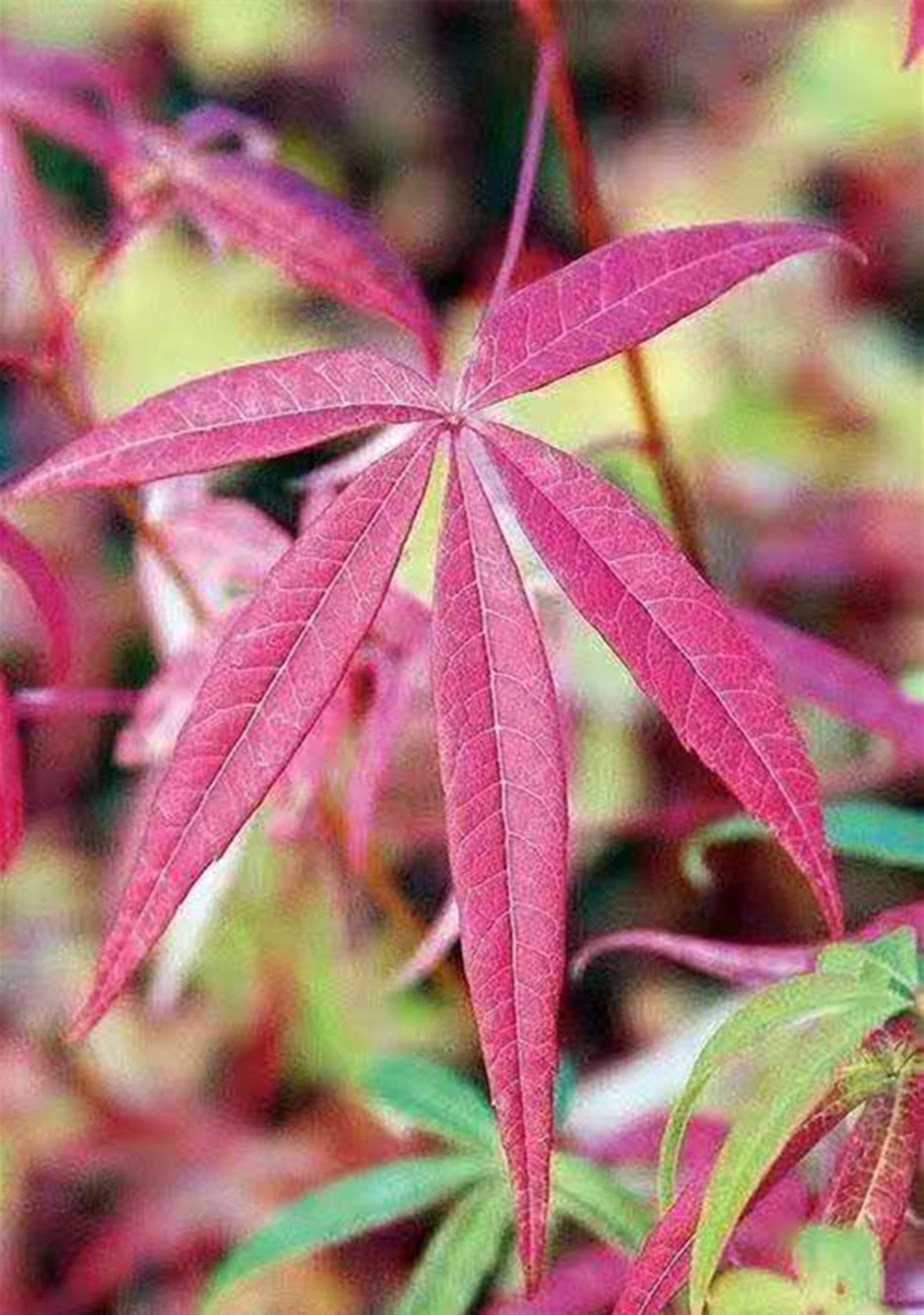 极危物种,五小叶槭是不是保护植物