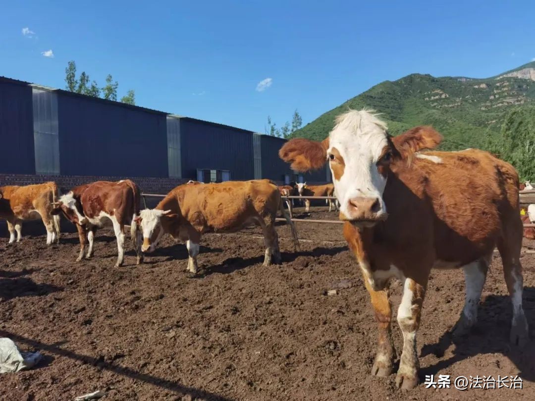 者海镇发展特色产业助推脱贫攻坚,黎咀镇大力发展特色产业脱贫致富