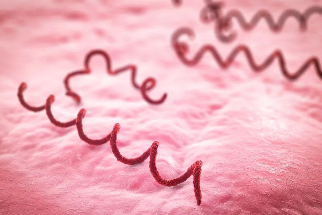 得了梅毒有什么症状？身上会痒吗？梅毒能治愈吗？早了解早受益