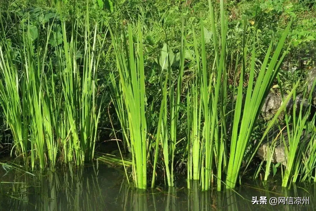 端午节习俗中有和花有关的吗,端午节的由来和相关的民俗活动