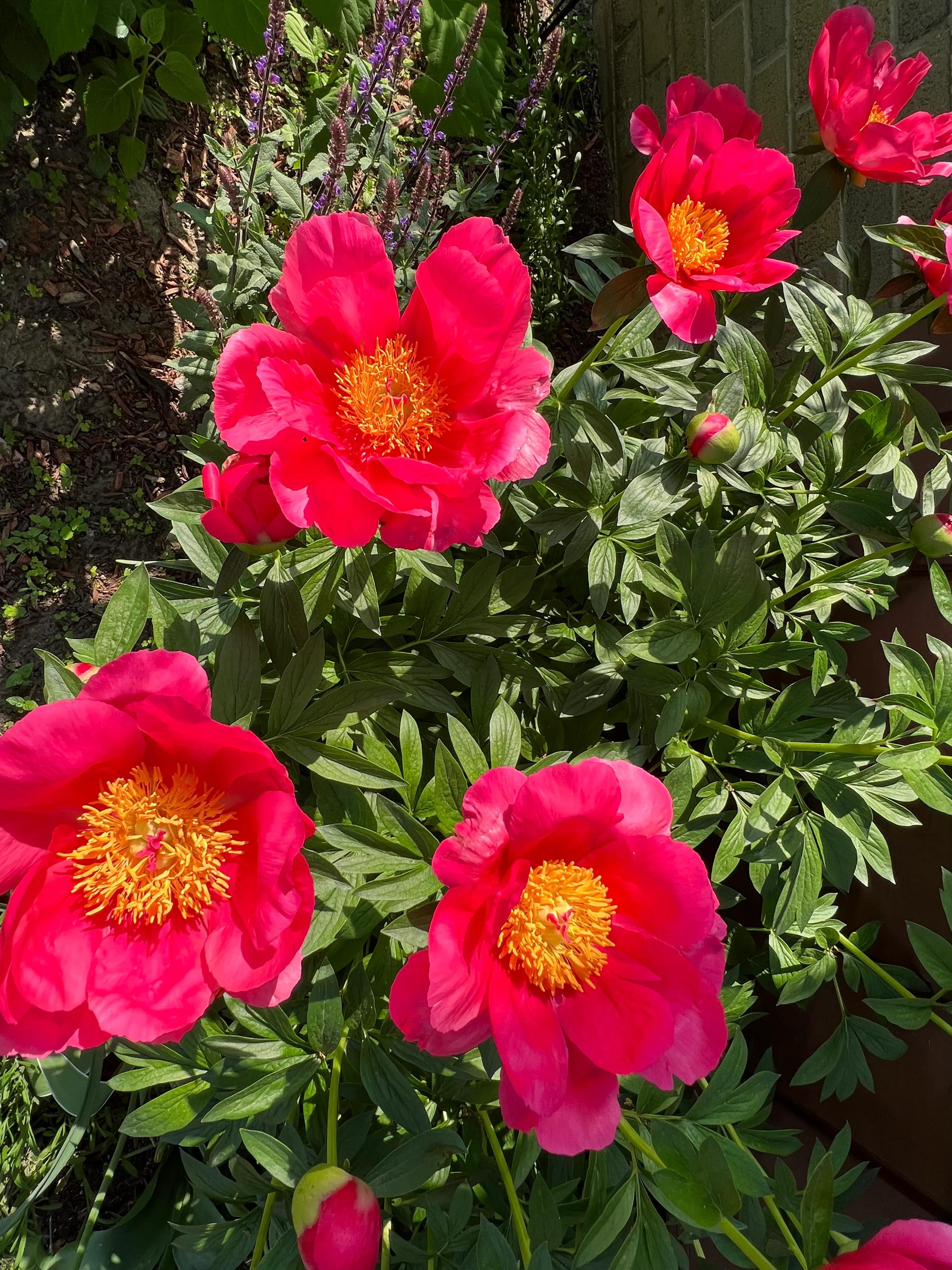 分享六月底七月初我家庭院里盛开的花们