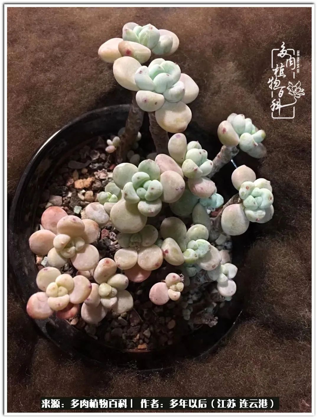 我若不弃，愿你不负我所期