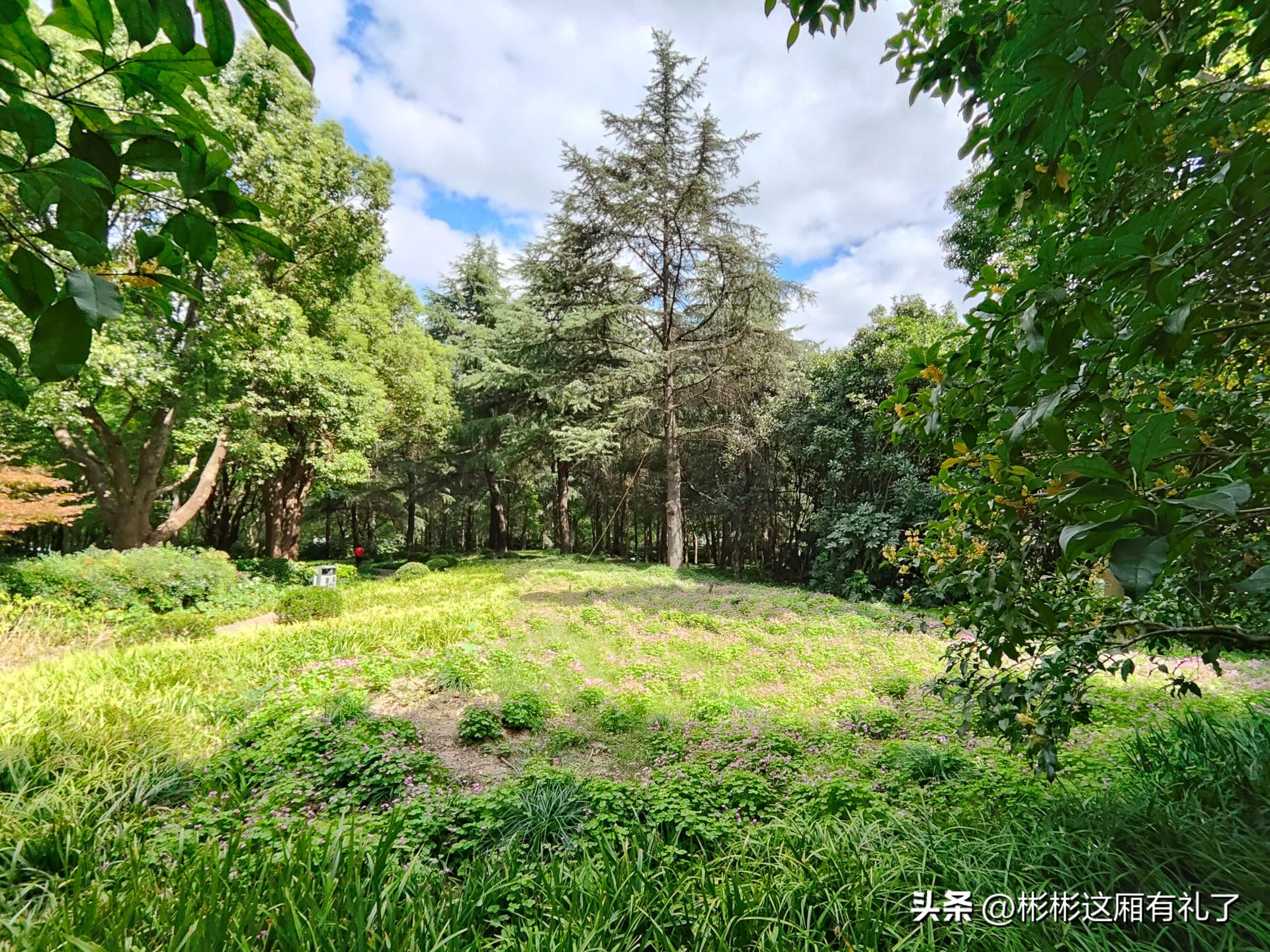 一加acepro与苹果13哪个反应快,一加acepro和苹果13