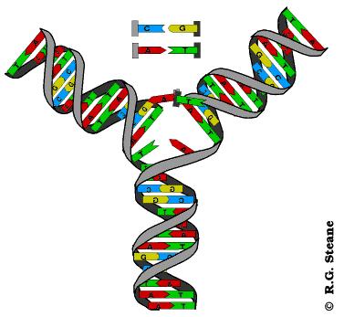 生物学是什么时候开始学习,生物学研究生就业前景如何