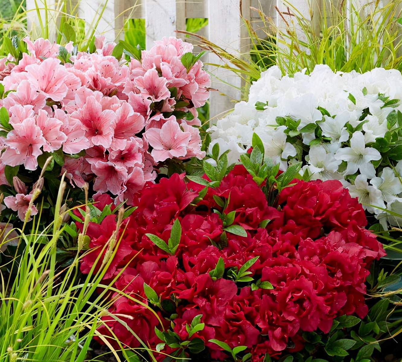 怎样养好杜鹃花,怎样养杜鹃花才能有花蕾