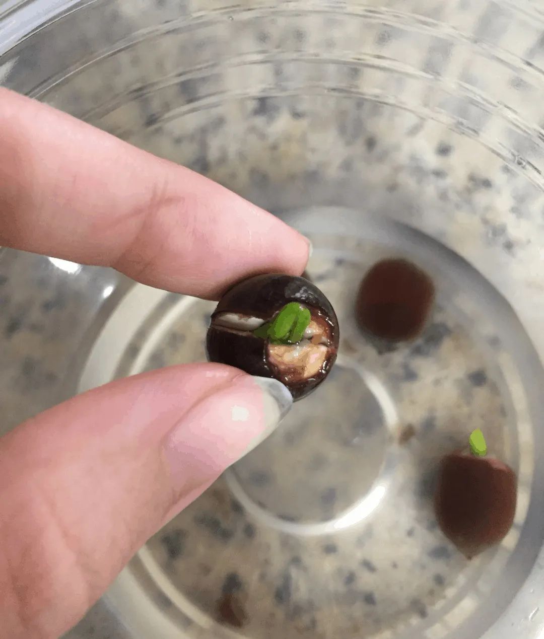 碗莲从一个藕养到开花需要多久,用莲子种的碗莲什么时候才能开花