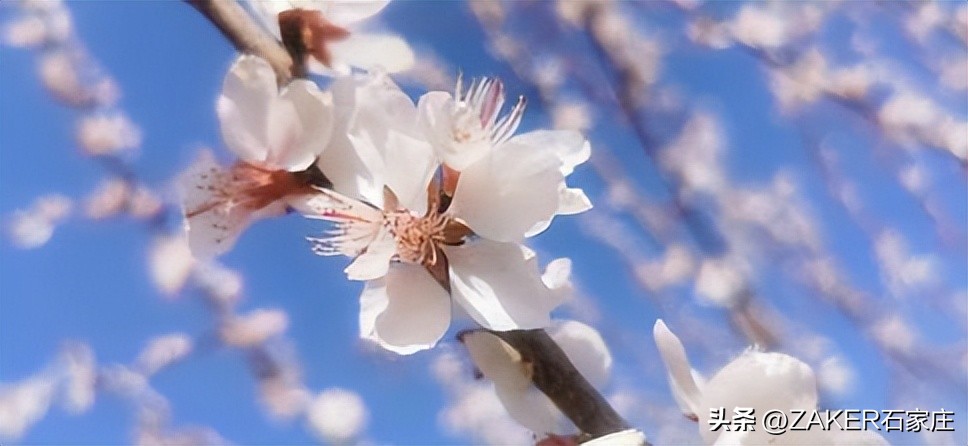 石家庄早新闻,早新闻完整内容