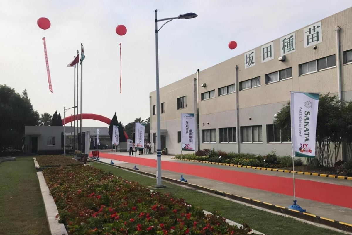 日本垄断西蓝花种子，一年赚取农民几十亿，我国正在加快国产化