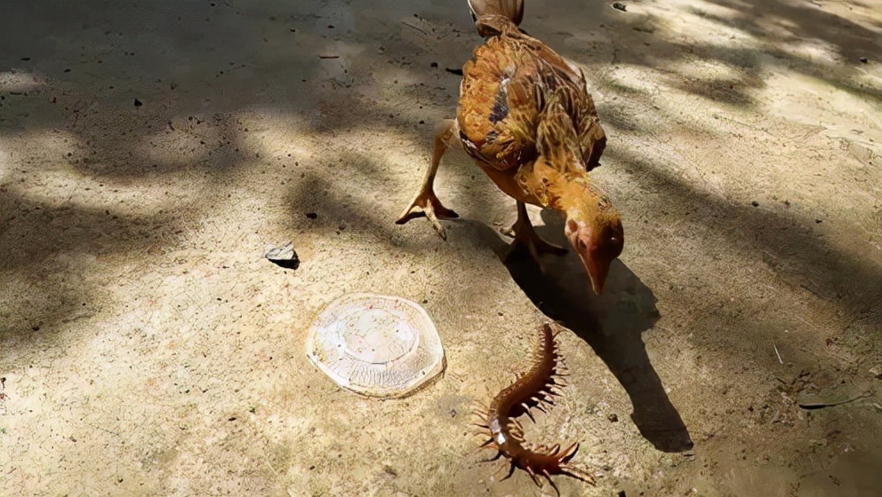 五毒之一的蜈蚣为什么害怕公鸡,蜈蚣怕公鸡公鸡怕什么