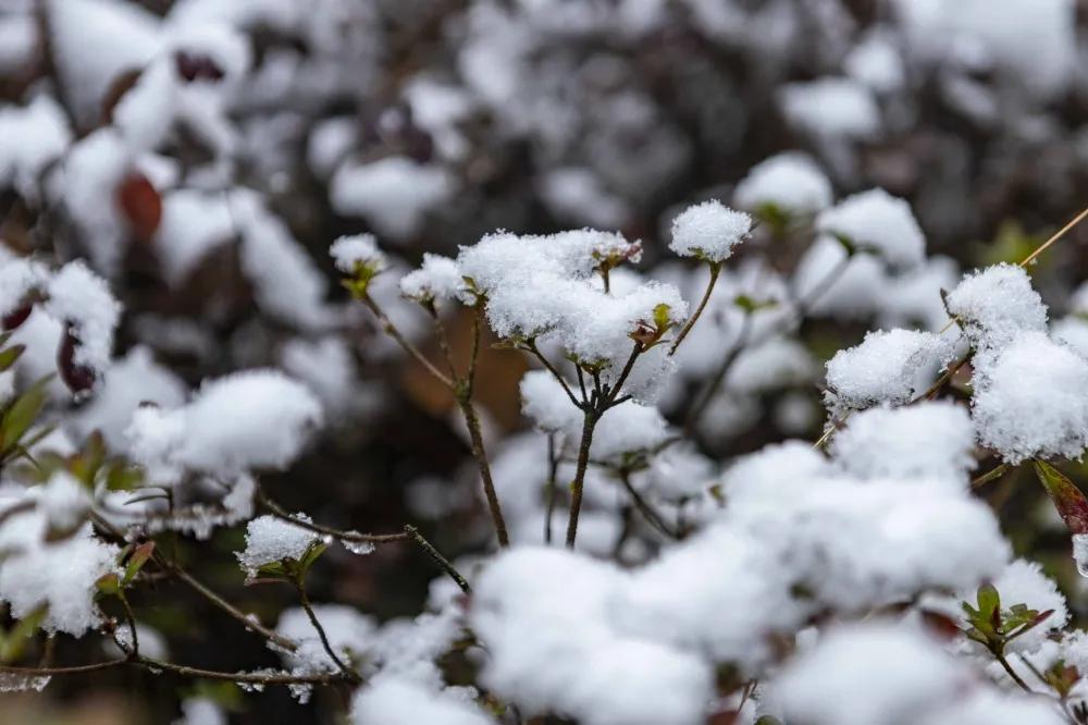 下雪了看美景,下雪啦看窗外的风景