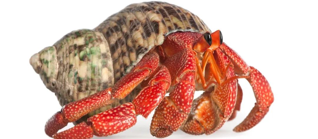 寄居蟹沙子要湿的还是干的,寄居蟹怎么养