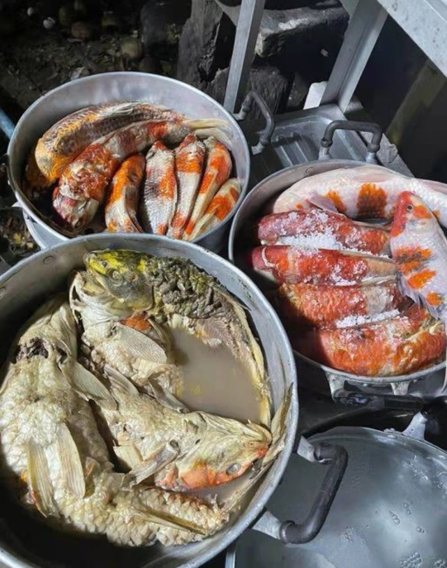 死了锦鲤怎么处理,锦鲤快死了有什么补救方法