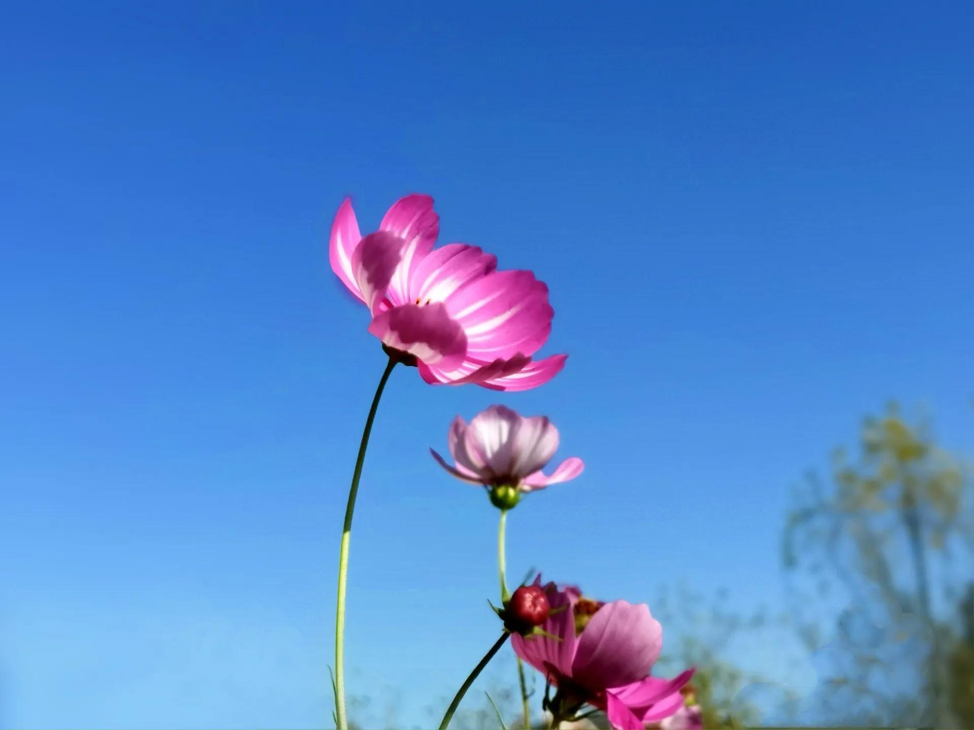 人间值得呀,人间值得歌曲