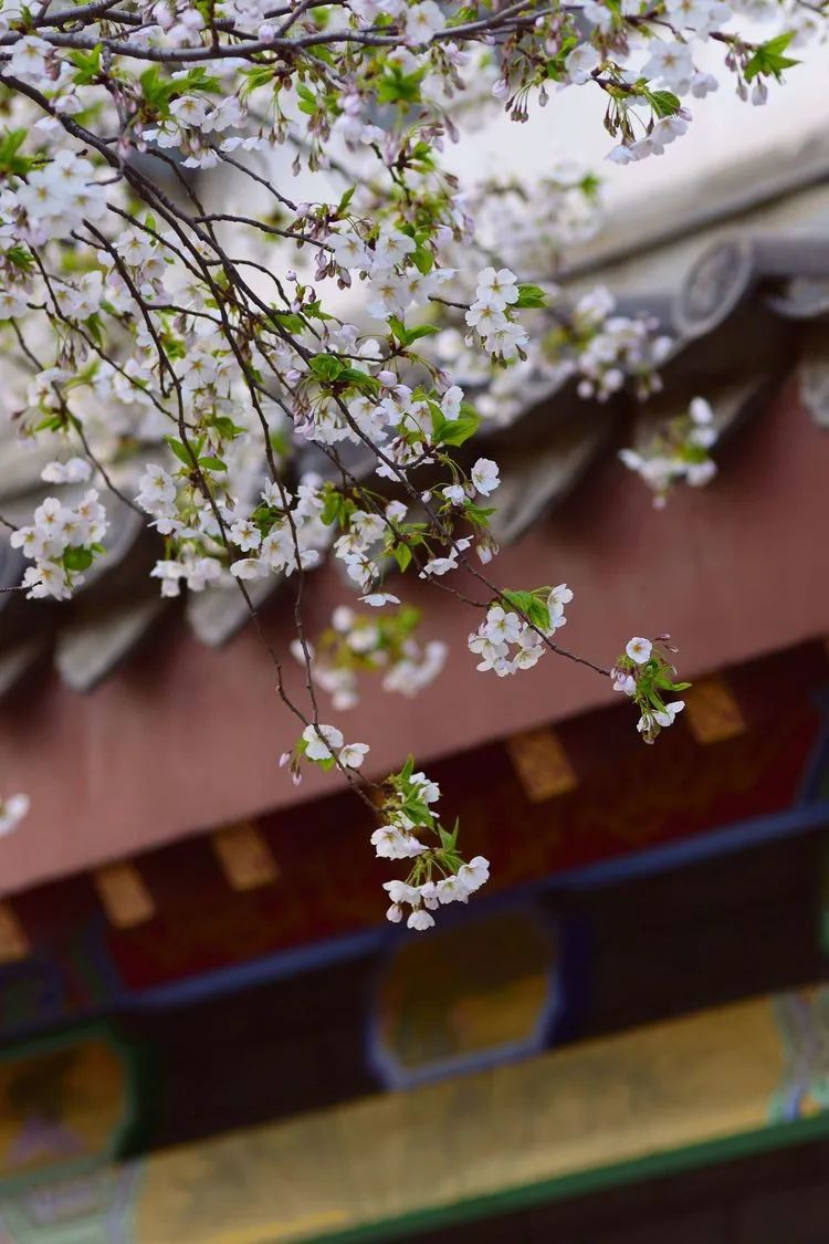 滦州古城都有哪些特色美景,滦州古城江南
