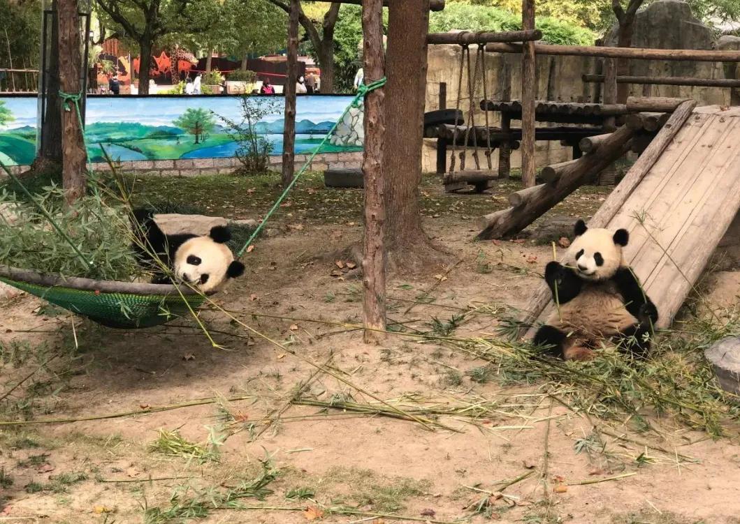 上海动物园和野生动物园哪个好,上海动物园地址和路线