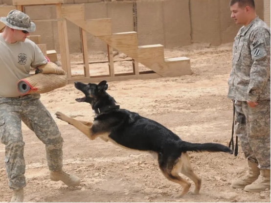 被狗追咬时应该怎么办呢？这几招能保障生命安全，一定教会孩子！