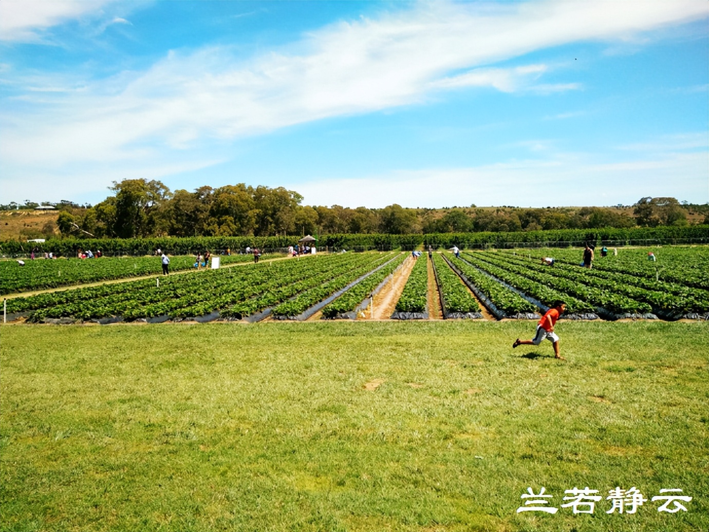 澳洲·墨尔本：到酒庄免费品酒，付5澳元到樱桃园吃到撑