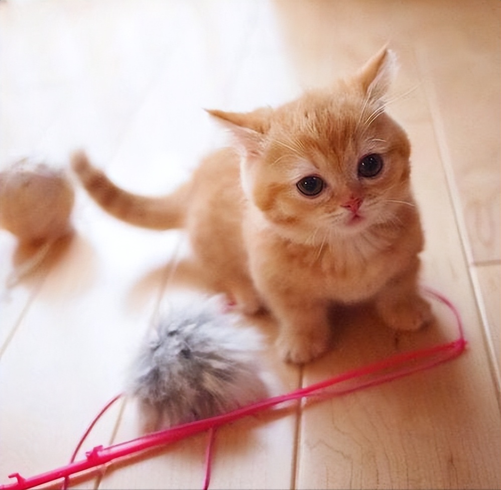 养什么猫比较好养又聪明又便宜,各种猫的优缺点新手适合养什么猫