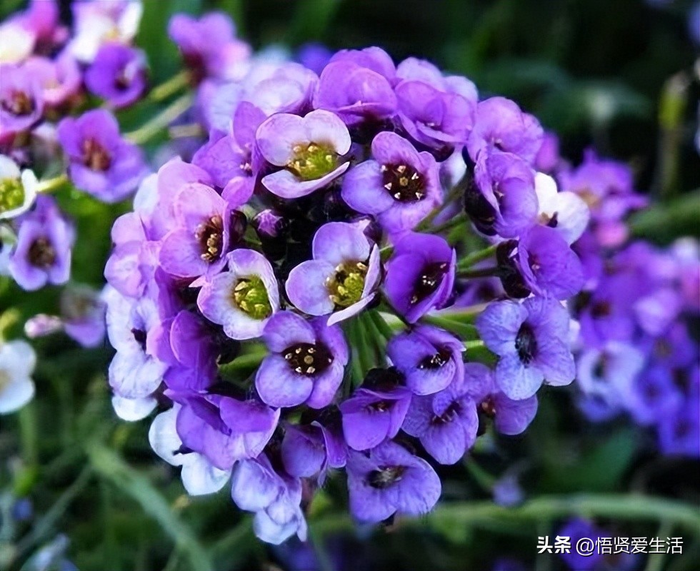 花香满屋植物,花香四溢的绿植