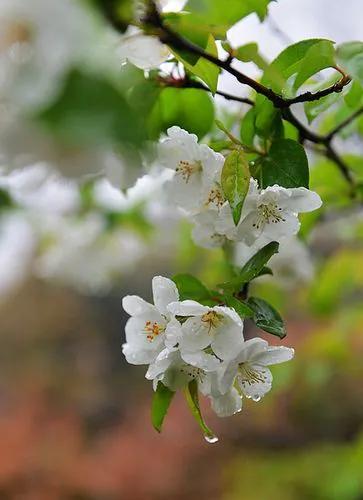 梨花一枝春带雨下联,梨花一枝春带雨