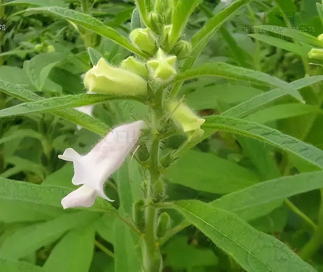植物识别小口诀，总结的太全了！
