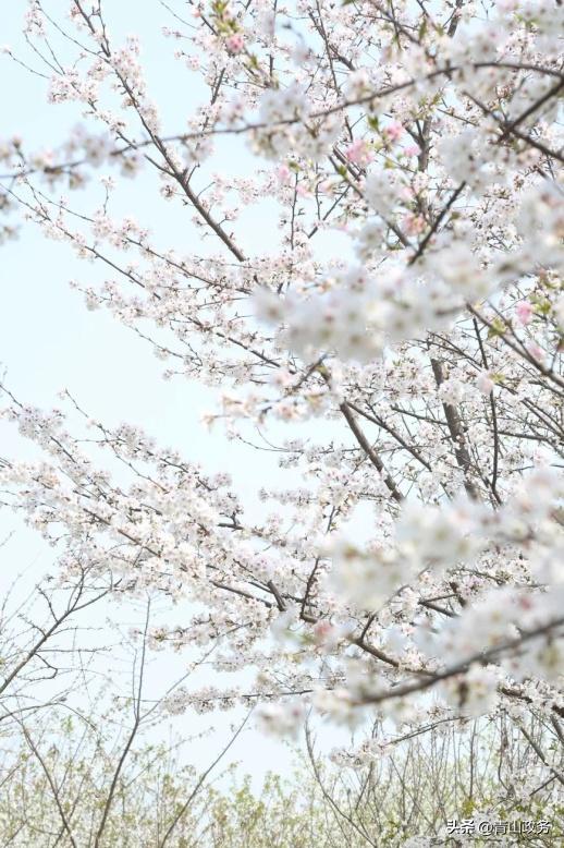 2023青山绿水红钢城半程马拉松,青山马拉松开幕式