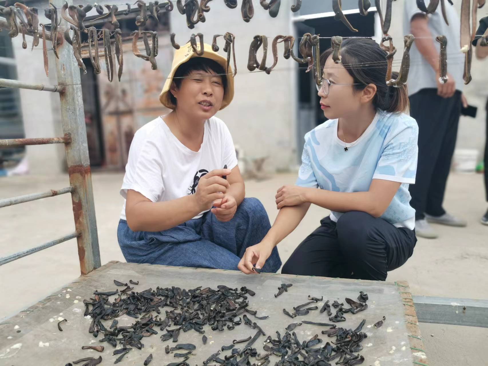 稻田里巧养水蛭助力乡村振兴,稻田养殖水蛭投资方案