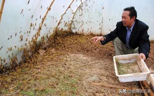 小型棚养殖什么最赚钱,小棚养殖前景如何