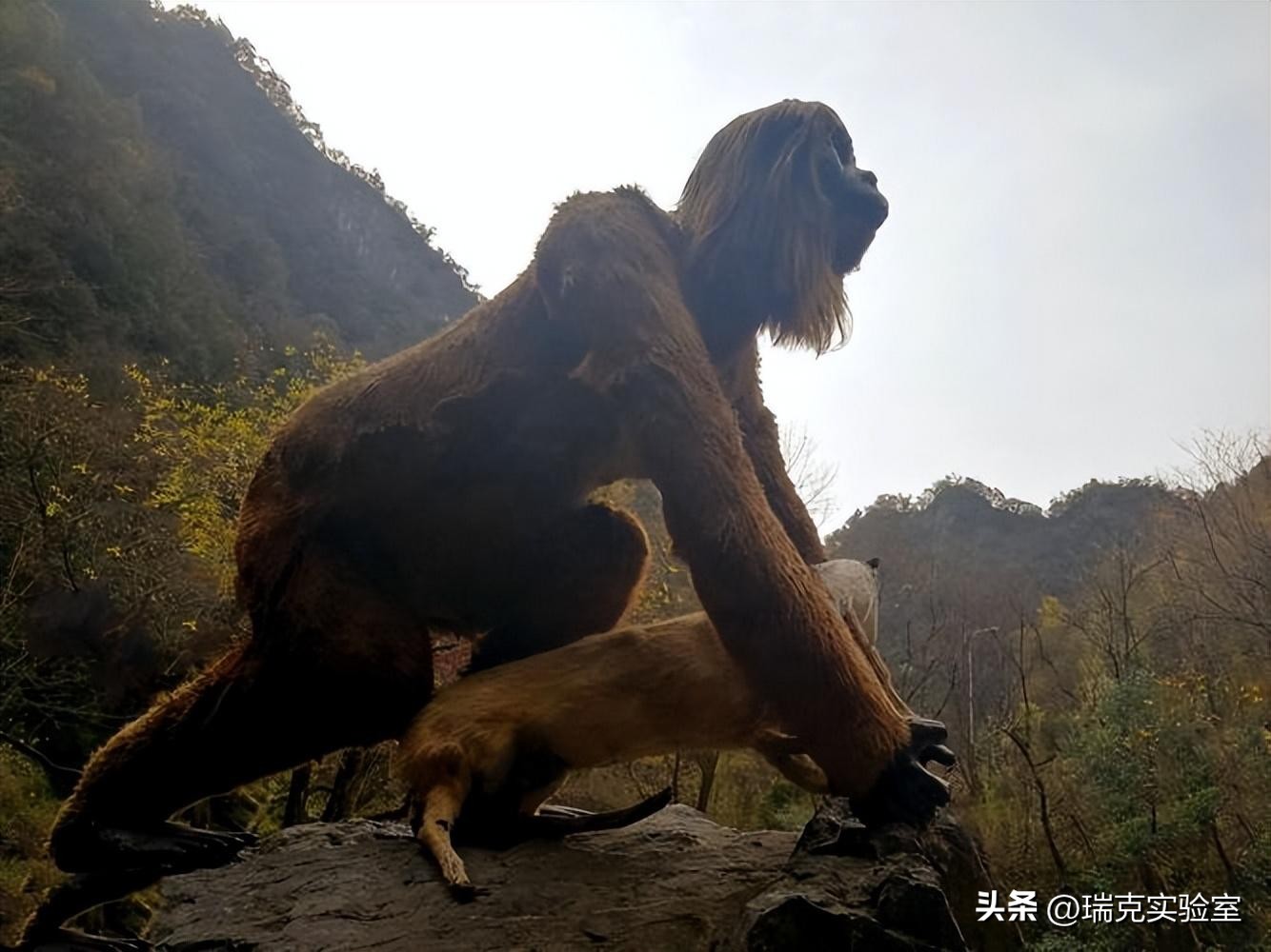 半夜搜山发现怪异生物,大鲵神秘生物
