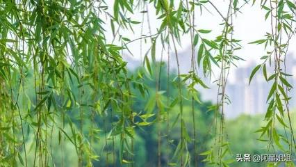 咏柳贺知章翻译及赏析视频,咏柳唐贺知章古诗意思全解