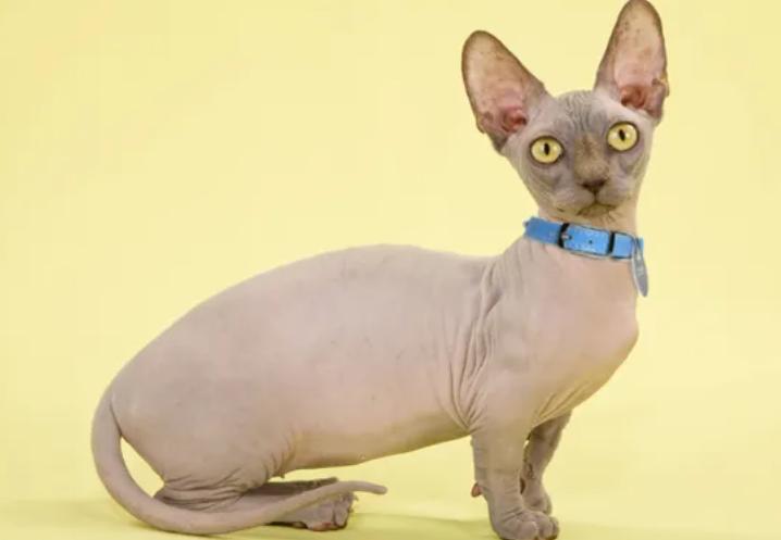 十大稀有无毛猫排名,有毛的无毛猫是什么品种