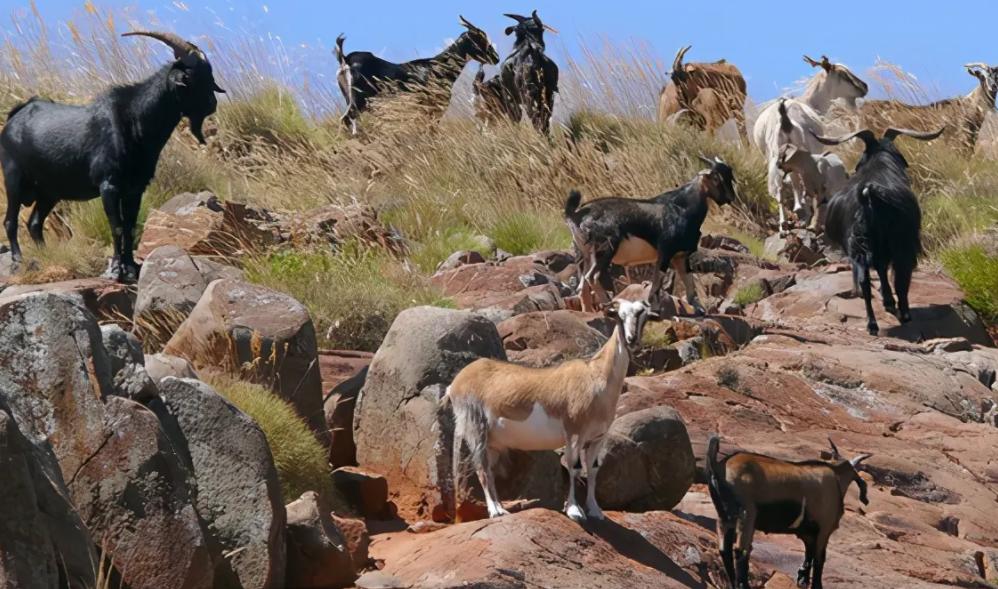 把10头公羊和10头母羊，放到有森林的孤岛上，10年后会怎么样？