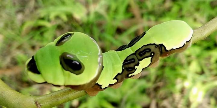 长得跟千足虫很像的虫子,长得很像蜈蚣的虫子图片