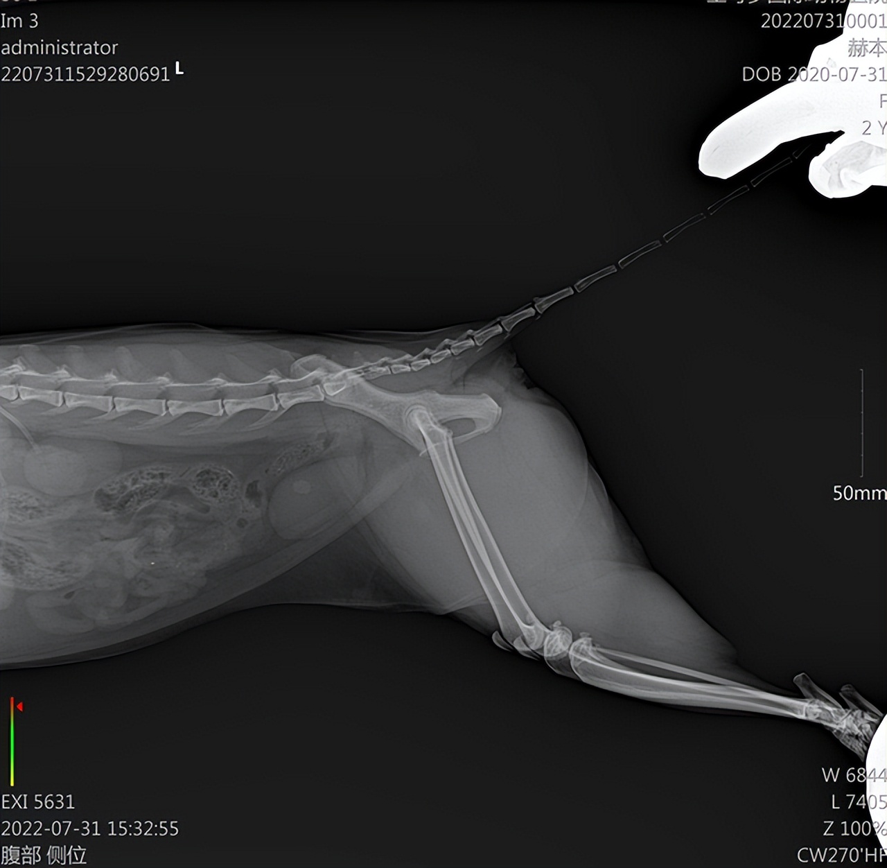 中医如何治疗猫咪尿路结石,猫狗肾结石