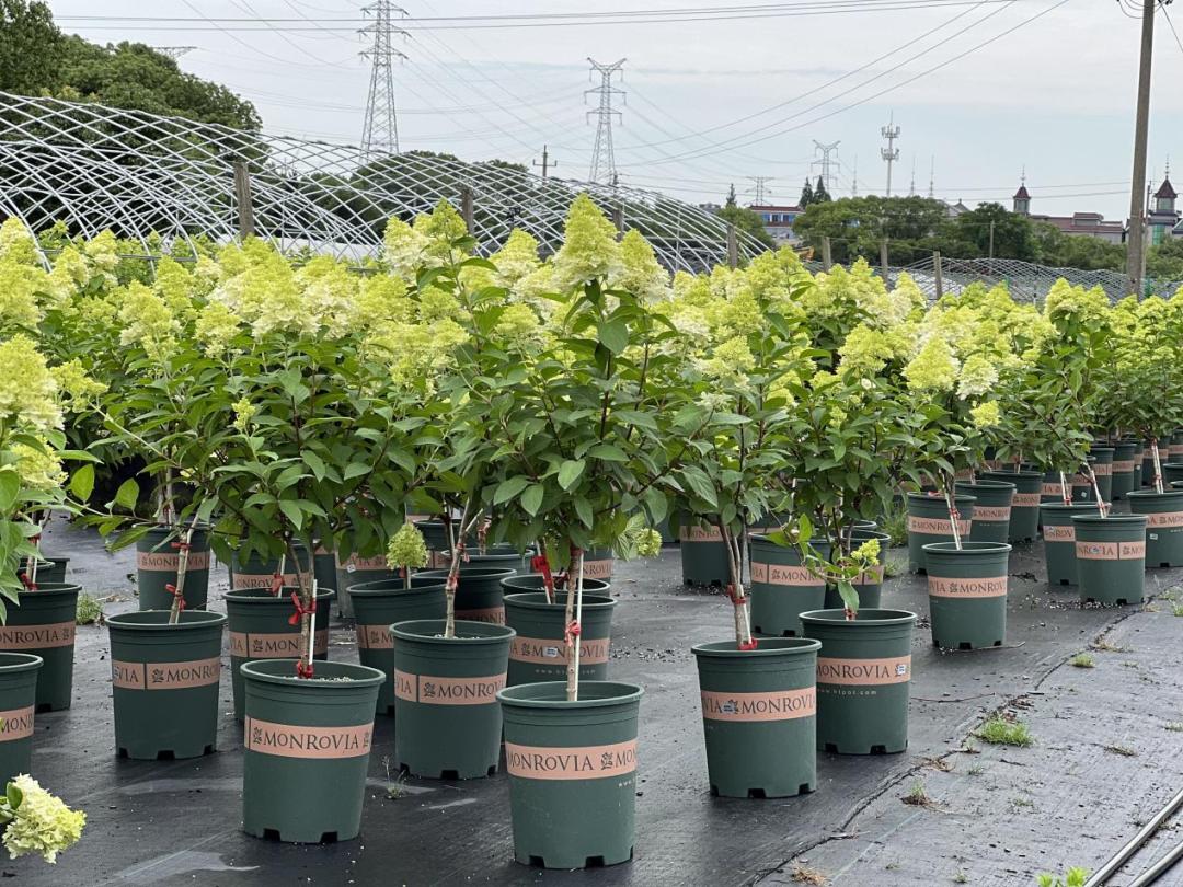 园艺电商怎么做好销售的,园艺电商怎么做得快呢视频