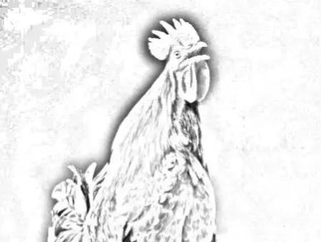 民间故事鸡下蛋还债的故事,民间故事公鸡成精