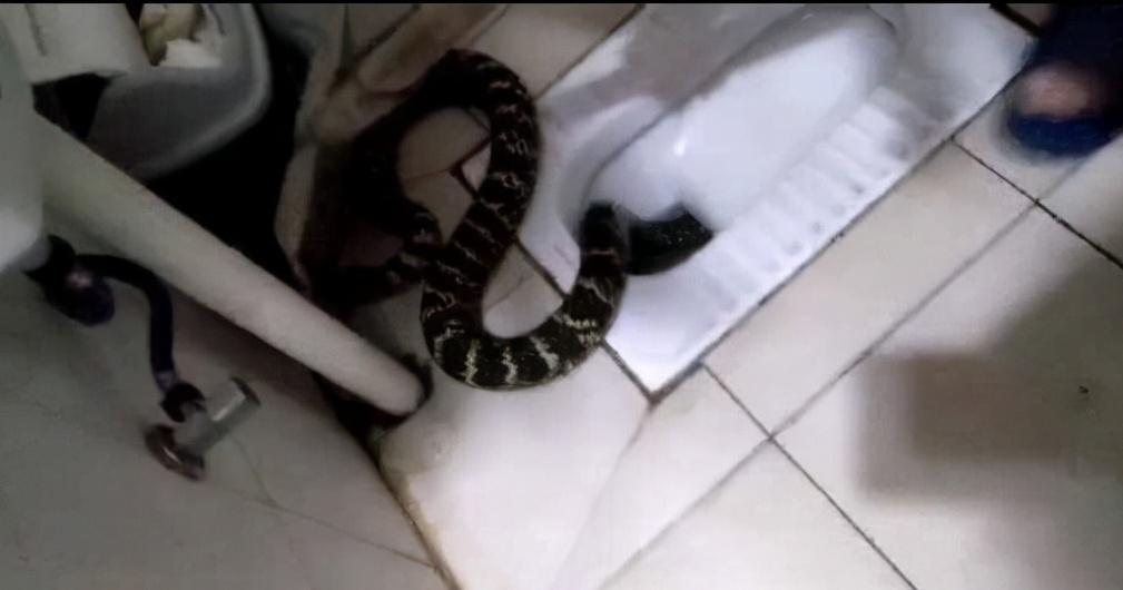 女子家里发现一条巨蛇怎么处理,马桶里进蛇吓坏居民