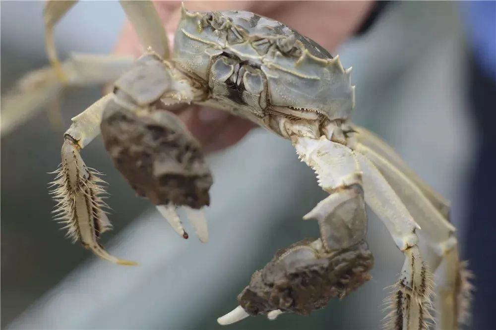 湖蟹和塘蟹测评,阳澄湖塘蟹和湖蟹哪个好