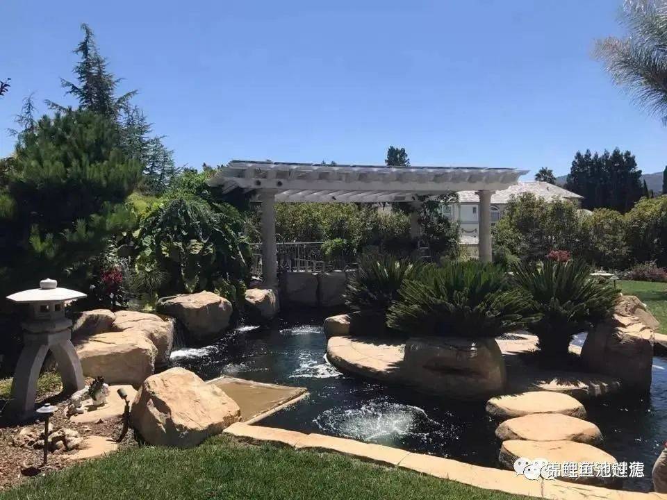 自己养的锦鲤长得慢,缸养锦鲤鱼为什么长得慢