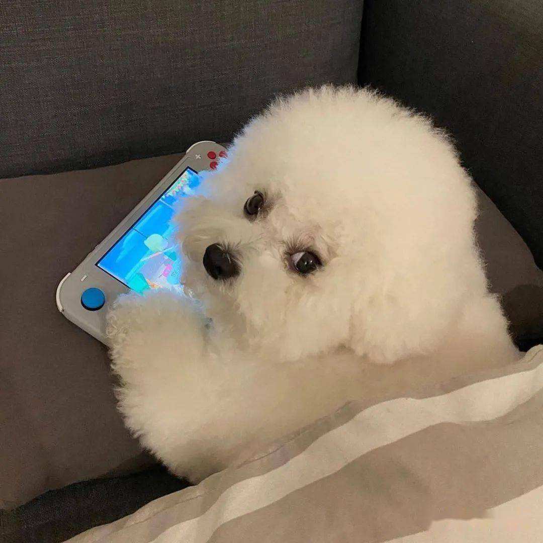 比熊什么行为代表它喜欢你,比熊嫌弃主人会有哪些表现