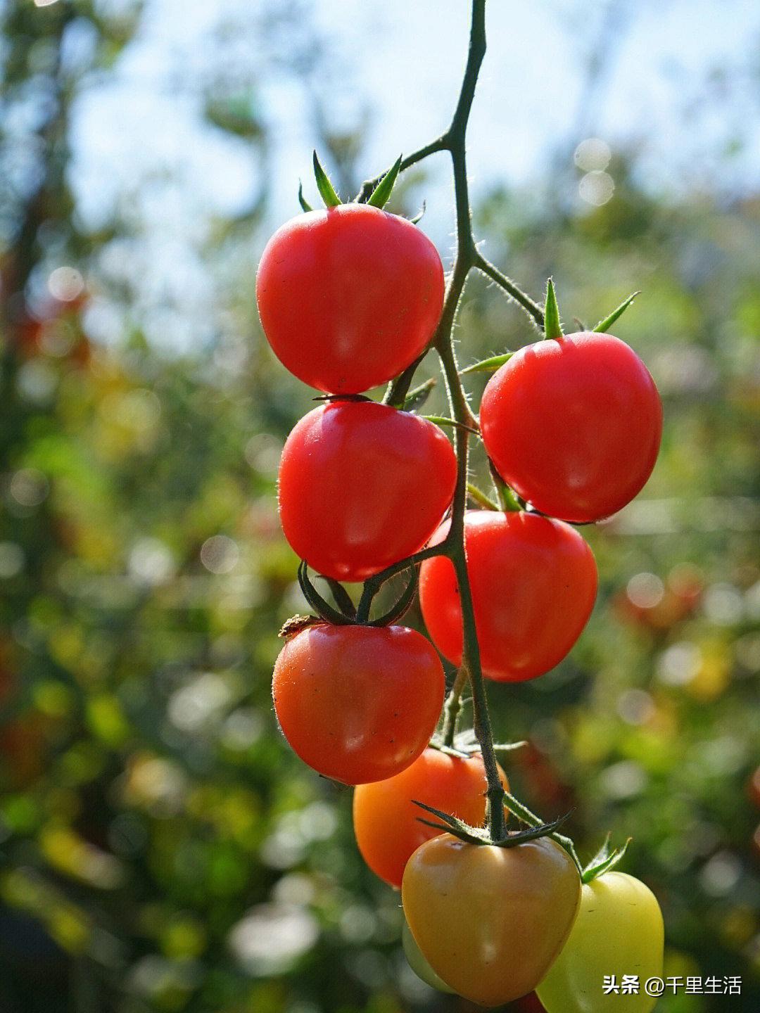 海南千禧樱桃圣女果,新鲜樱桃圣女果