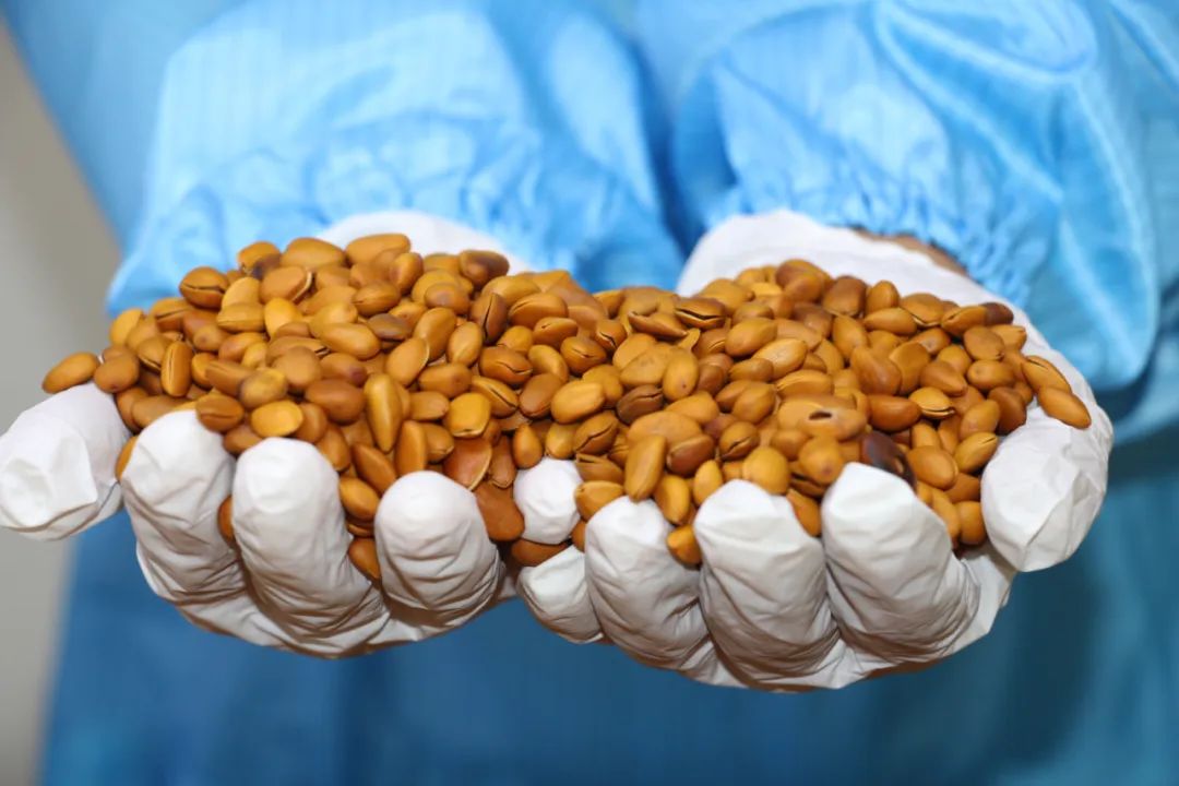 庆丰收·迎盛会|黄渚镇：小松子变身致富“金种子”