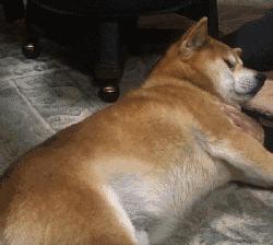 偶尔一两天不遛狗可以吗,不遛狗会导致长不大吗