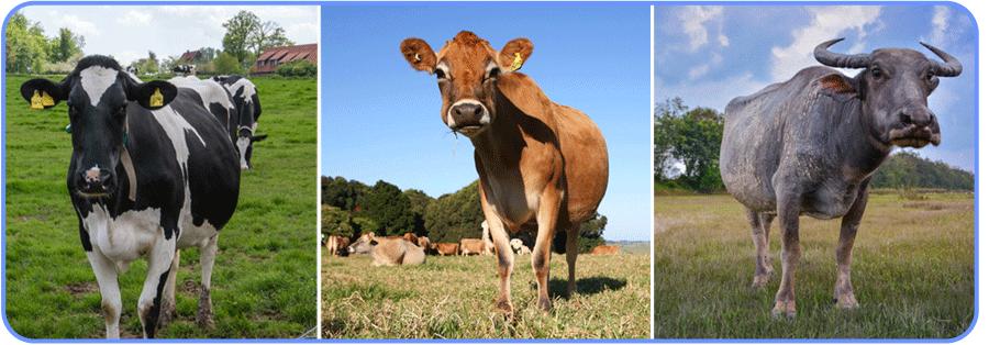 被列入黑名单的奶，有娃喝到严重缺钙！医生：包装上这行字一定要看清楚