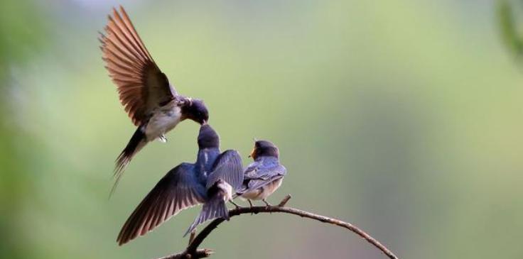 稀奇燕窝,稀奇一家人