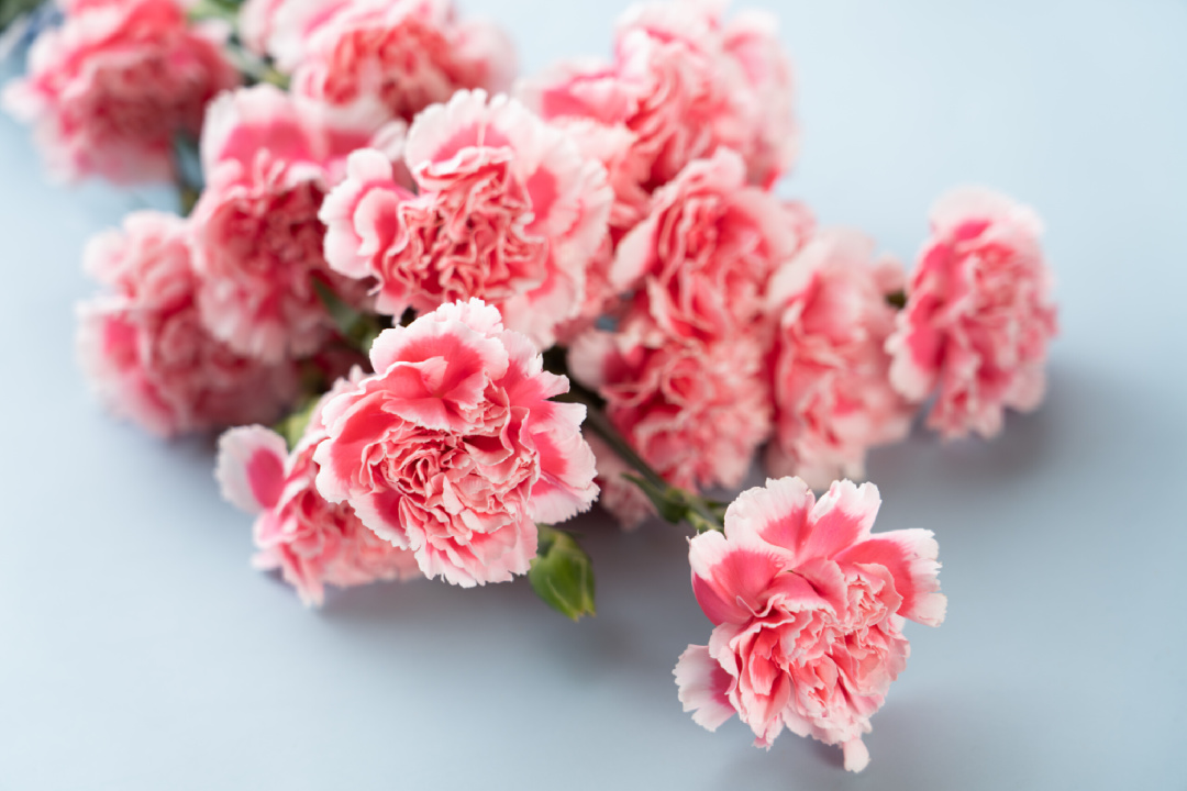 花的物语丨知道了花的这些特殊寓意,下次还会乱送吗?