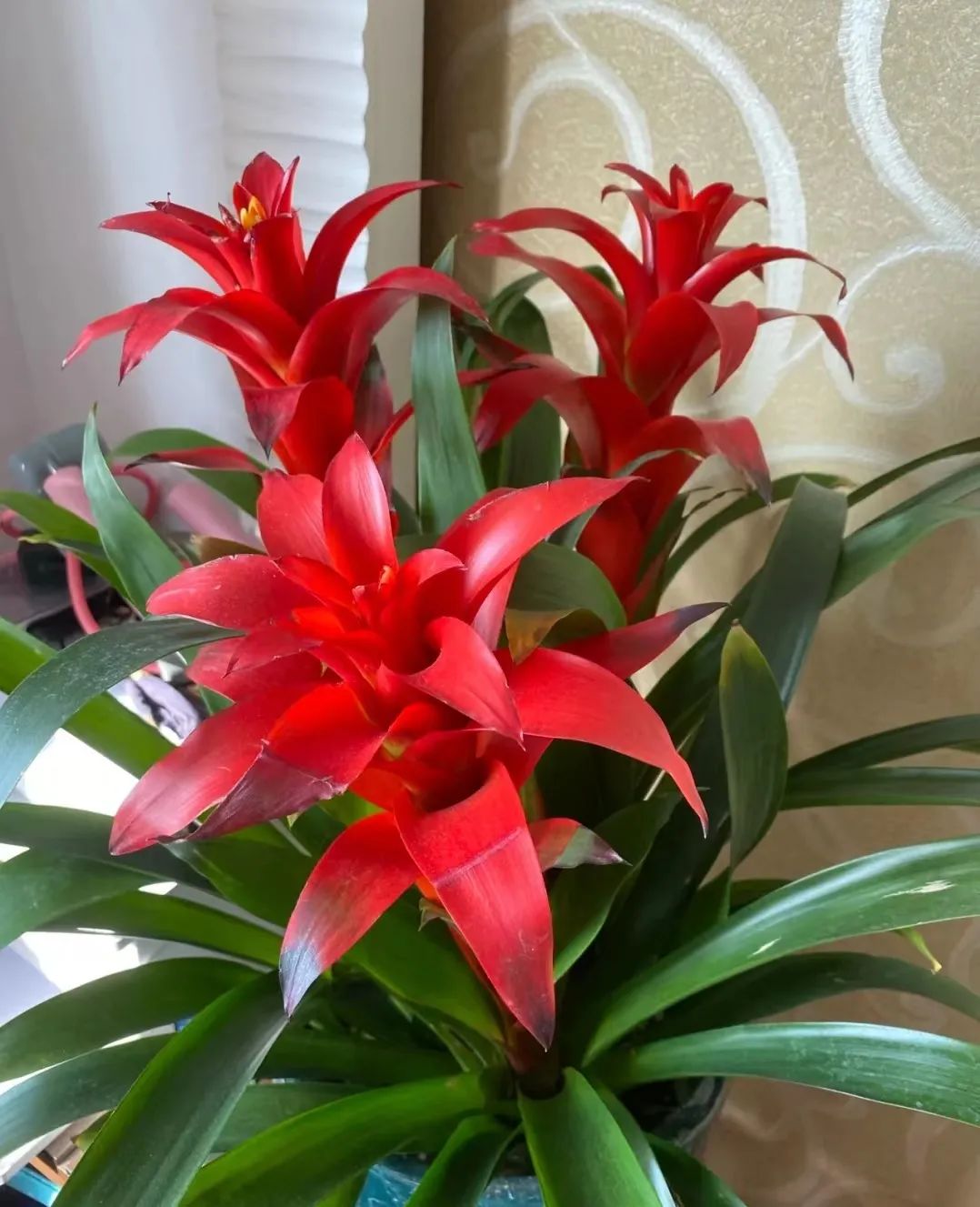 十种招财又旺宅的植物,五种招财又旺家的植物你家有吗