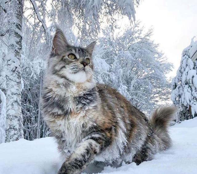 美国缅因猫可以养吗,为什么不介意养缅因猫